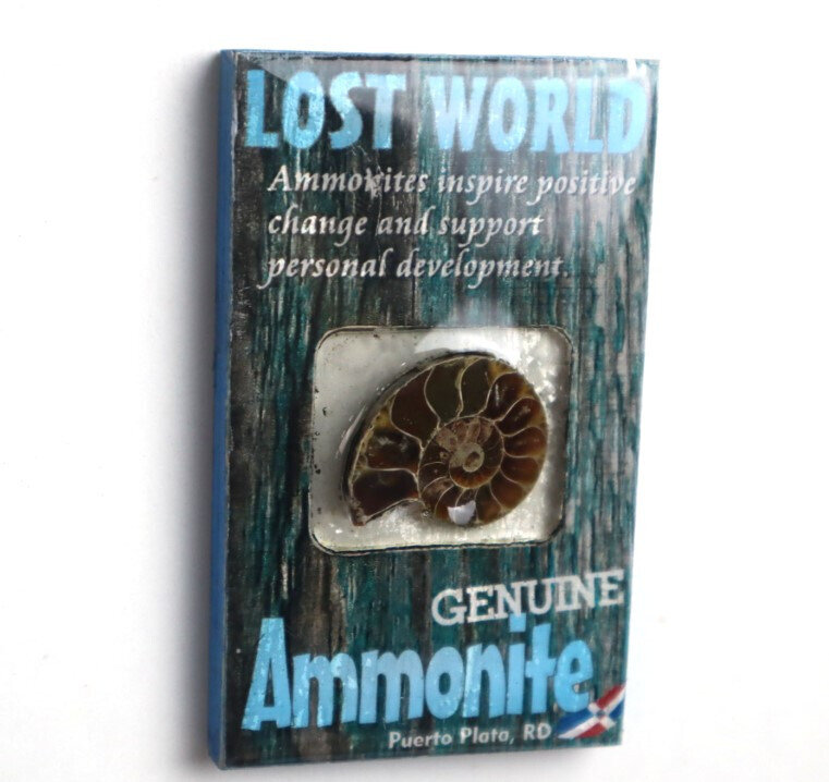 Lost World Ammonite Wood Refrigerator magnet Dominican Rep. Puerto Plata – photo 3