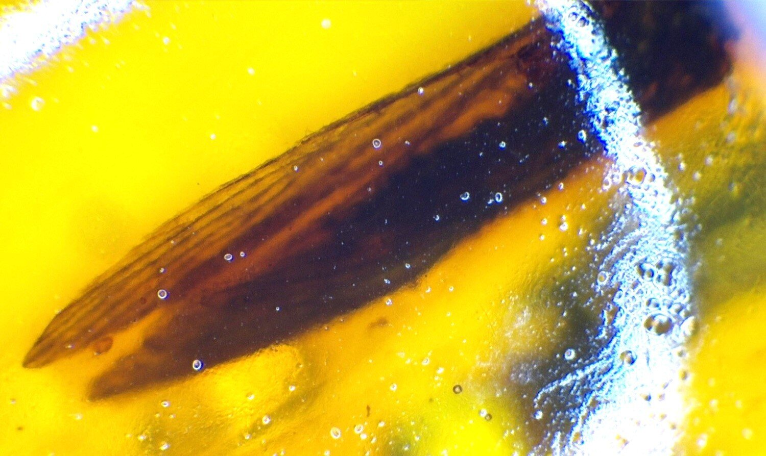 Natural Dominican Amber Insect Fossil – Polished Stone – photo 5