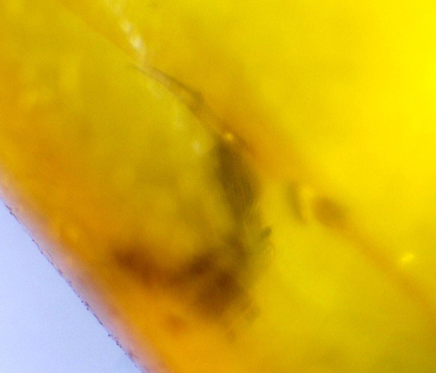 Unique Premium Mosquito Inclusion In Amber Fossils/Insects 14mm – photo 3