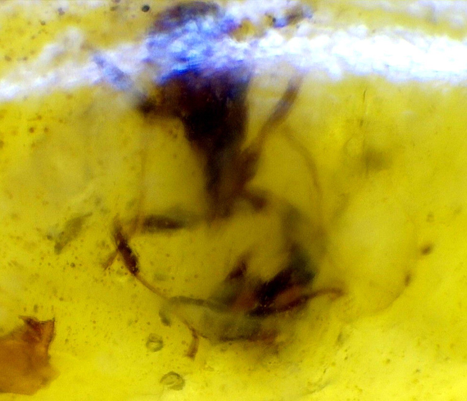 Rare Quality Ant Inclusion Amber Fossils/Insects 22mm – photo 4
