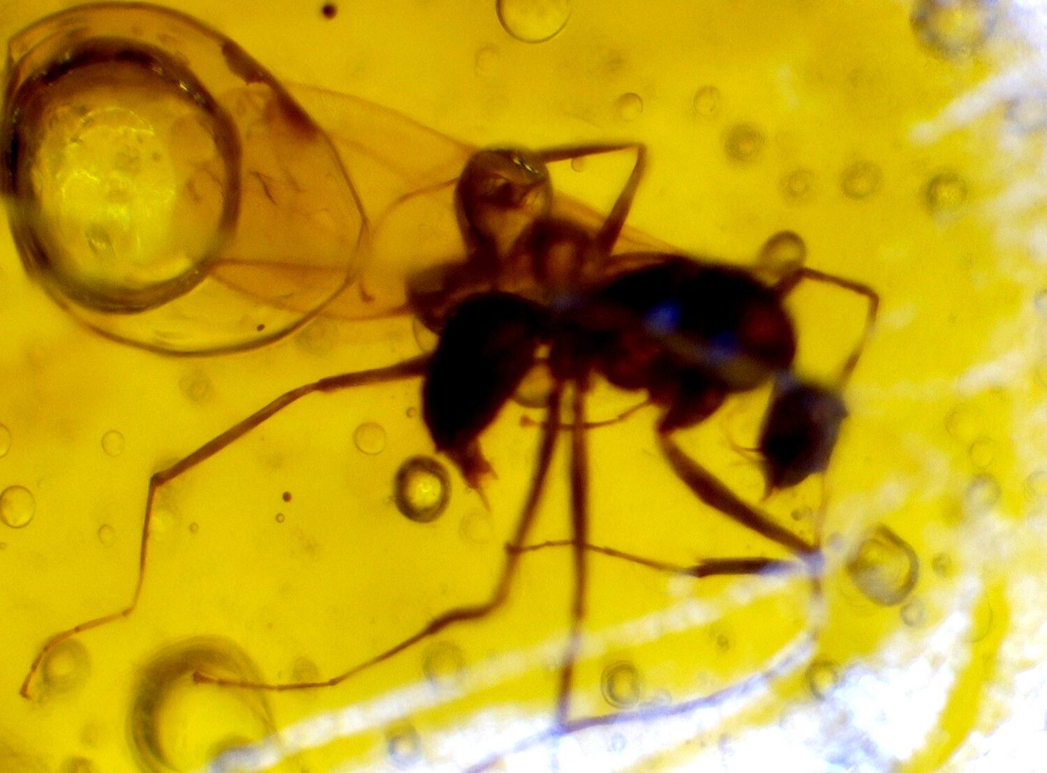 Elegant Dominican Fine Wasp Inclusion In Amber Fossils/Insects 39mm