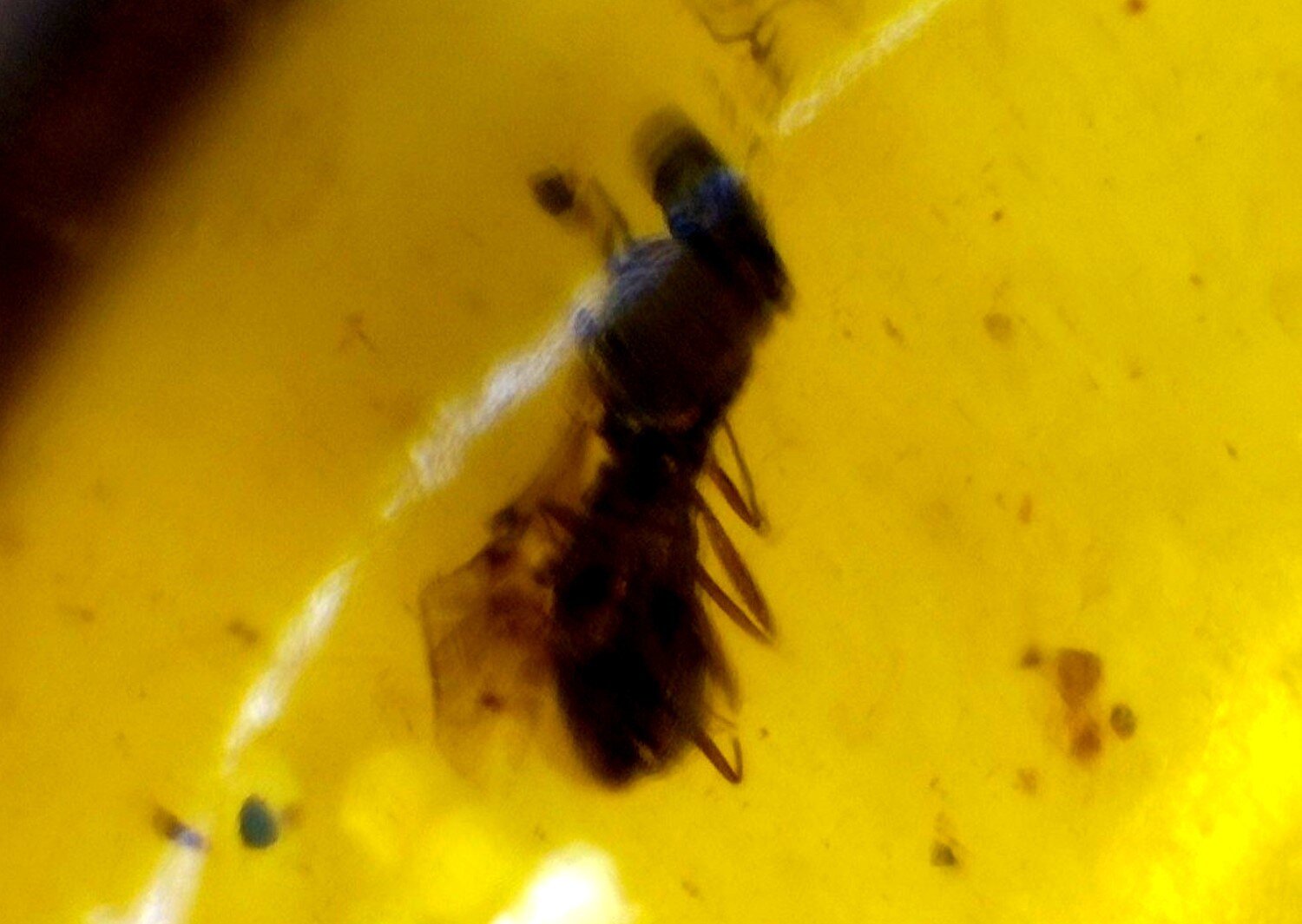 Handcrafted Natural Wasp Inclusion In Amber Fossils/Insects 17mm – photo 4