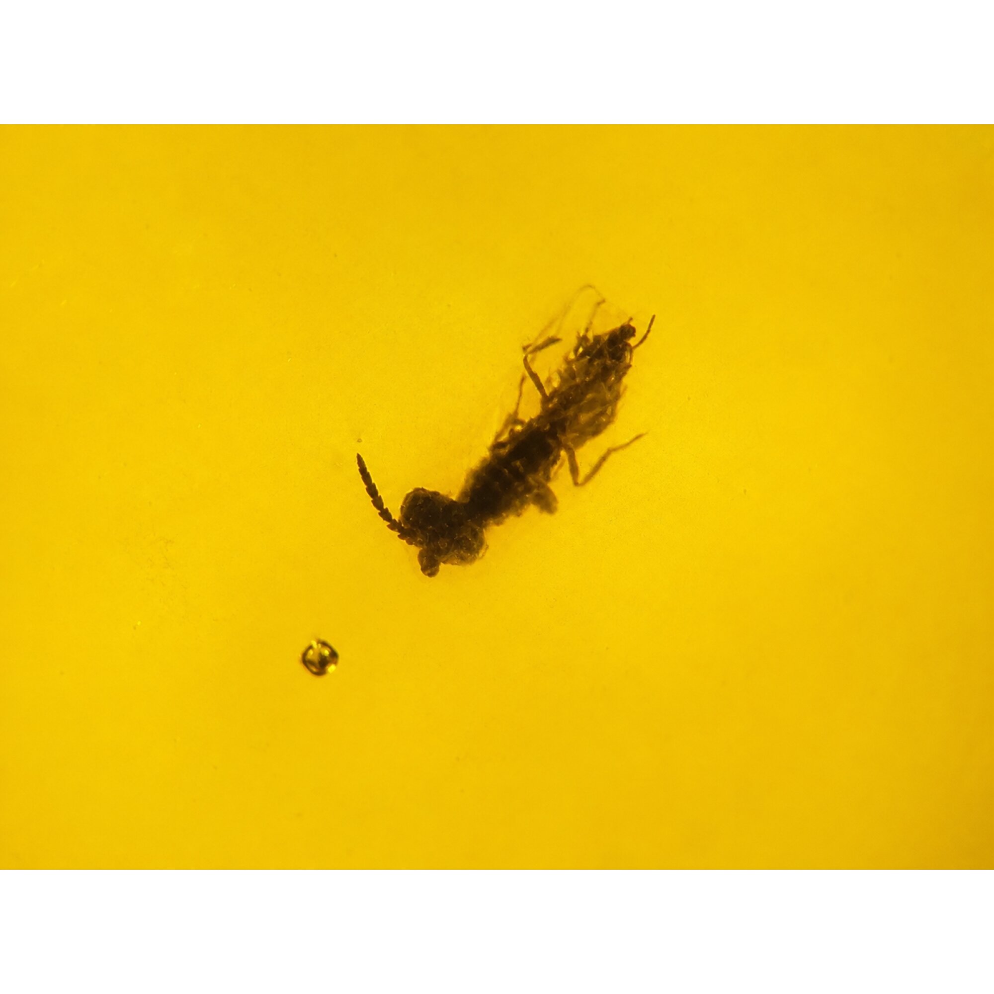 Handmade Clear Ant Dominican Amber 925 Sterling Silver Fossils 34mm 5.1g – photo 2