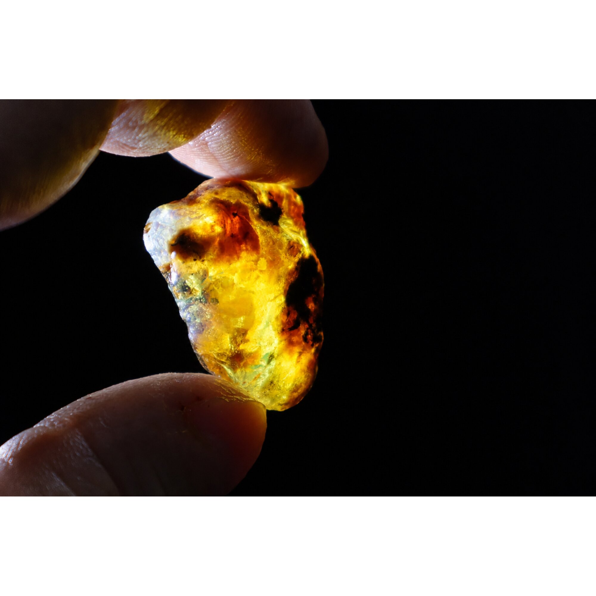 Translucent royal blue Natural Dominican Amber butterscotch Rough Specimen 33 mm – photo 7