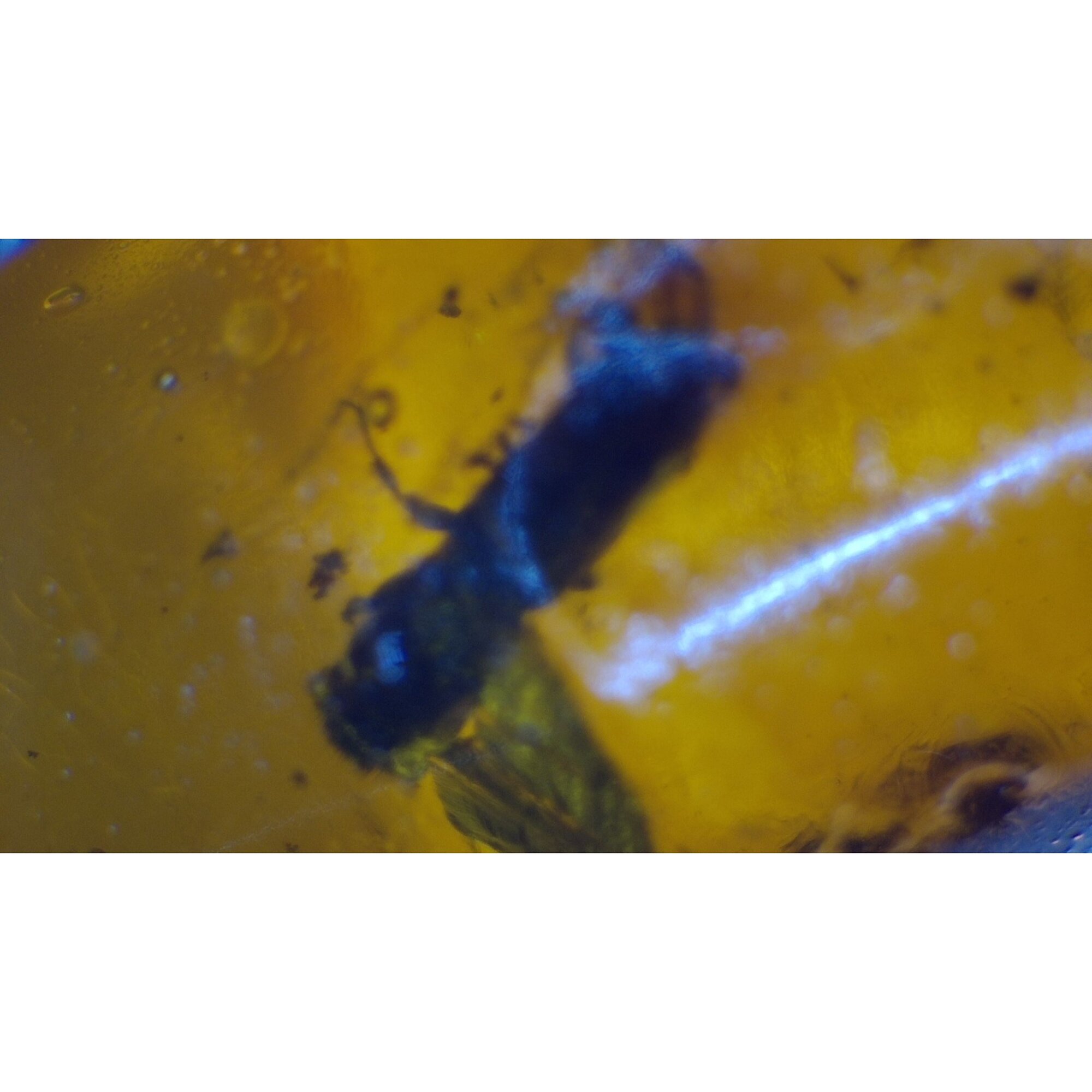 beetle Inclusion Clear yellow red Natural Dominican Inclusion Specimen 20 mm – photo 9