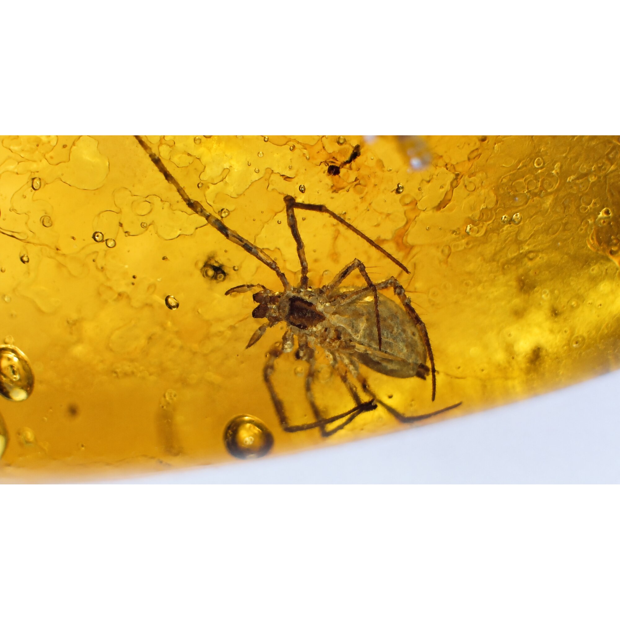 Real yellow Dominican amber true bug stone 25mm – photo 4