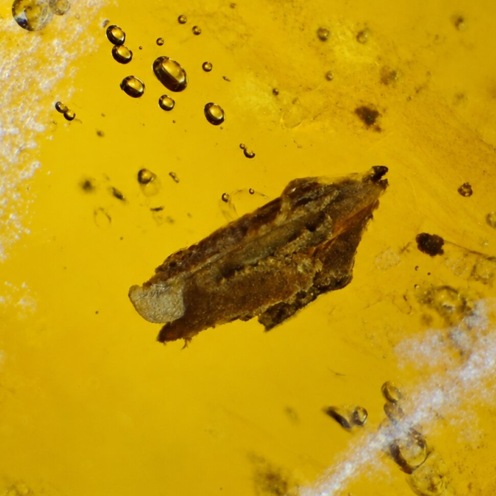 Real yellow Dominican amber insect stone 24mm