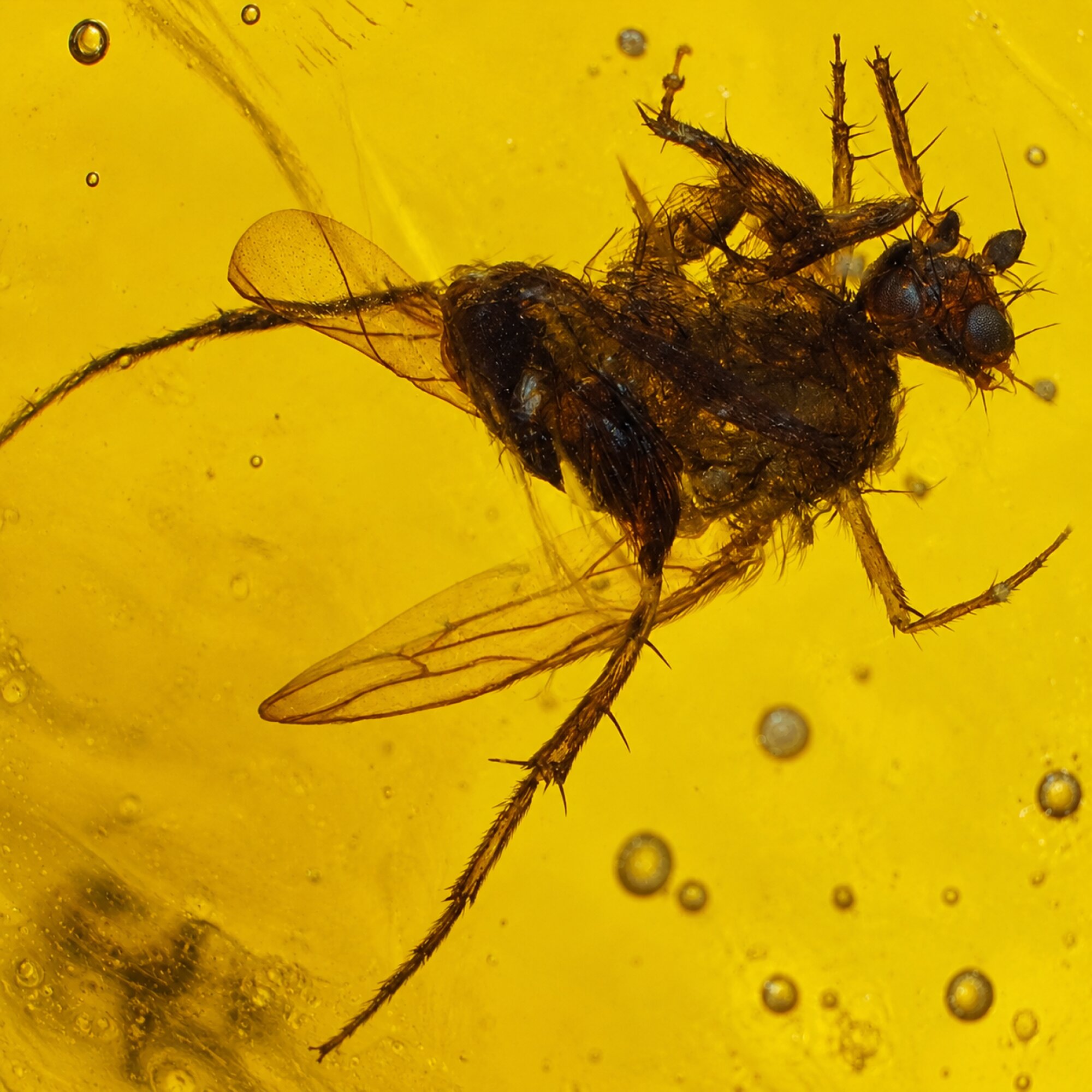 Authentic orange green Dominican amber mosquito insect stone 1.8g – photo 7