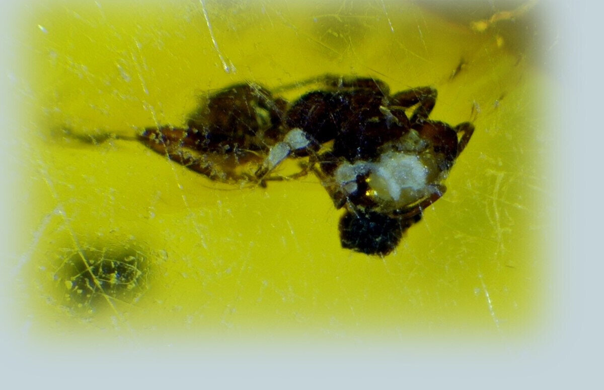 Splendid Natural Dominican Clear Yellow Amber Polished Stone Fossil Insect Bug – photo 11