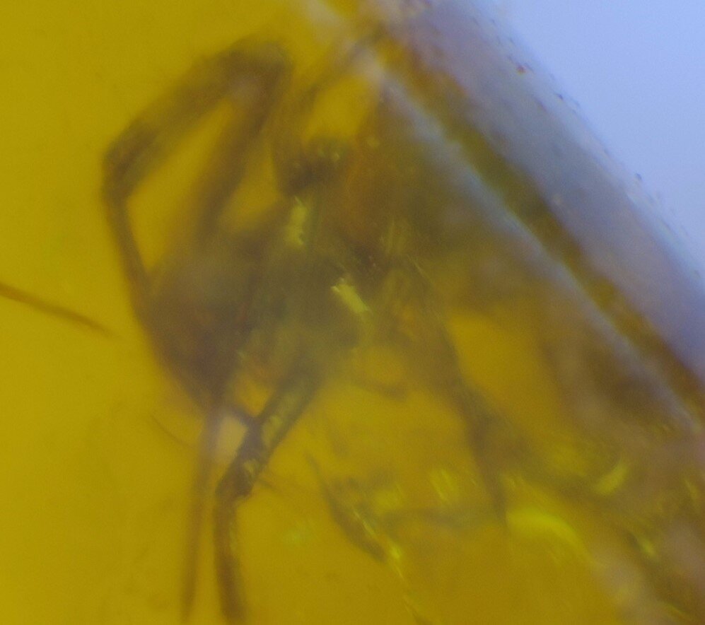 Lovely Natural Dominican Clear Yellow Amber Fossil Insect Fleas Polished Stone 3 – photo 15