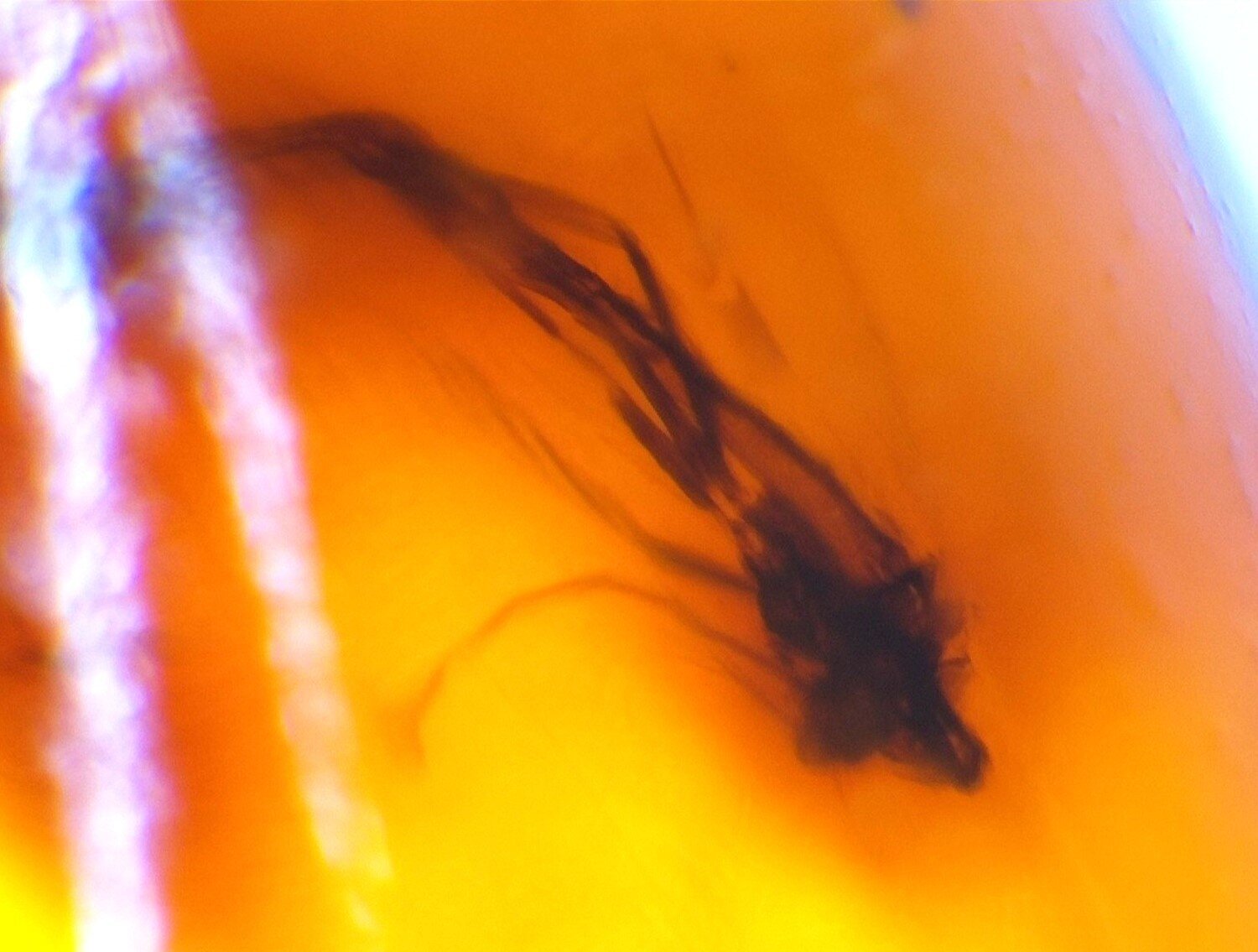 Natural Dominican Amber Insect Fossil – Polished Stone