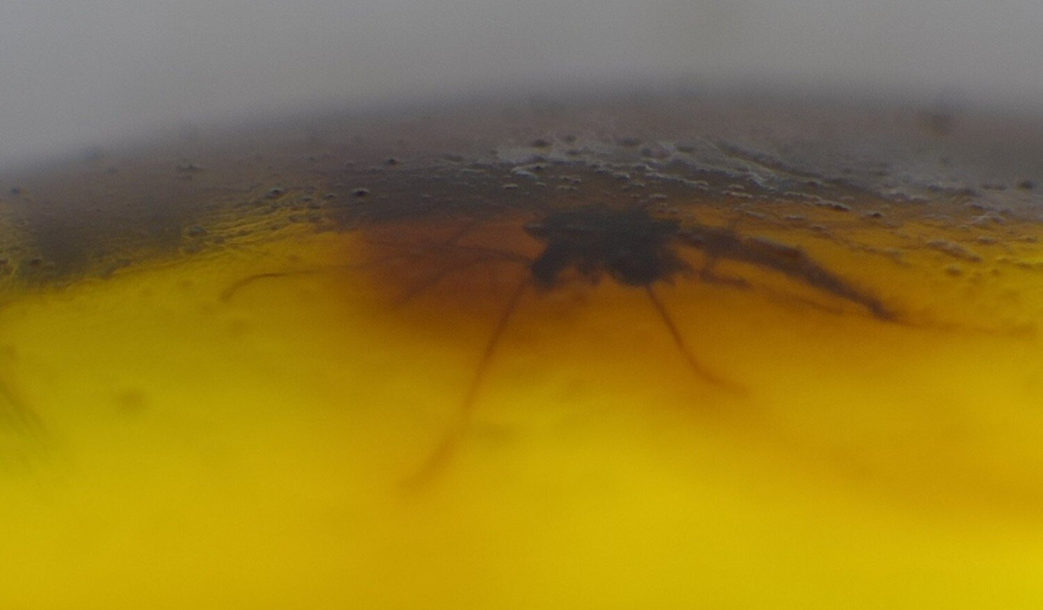 Natural Dominican Yellow Polished Amber 21mm Insect included – photo 6
