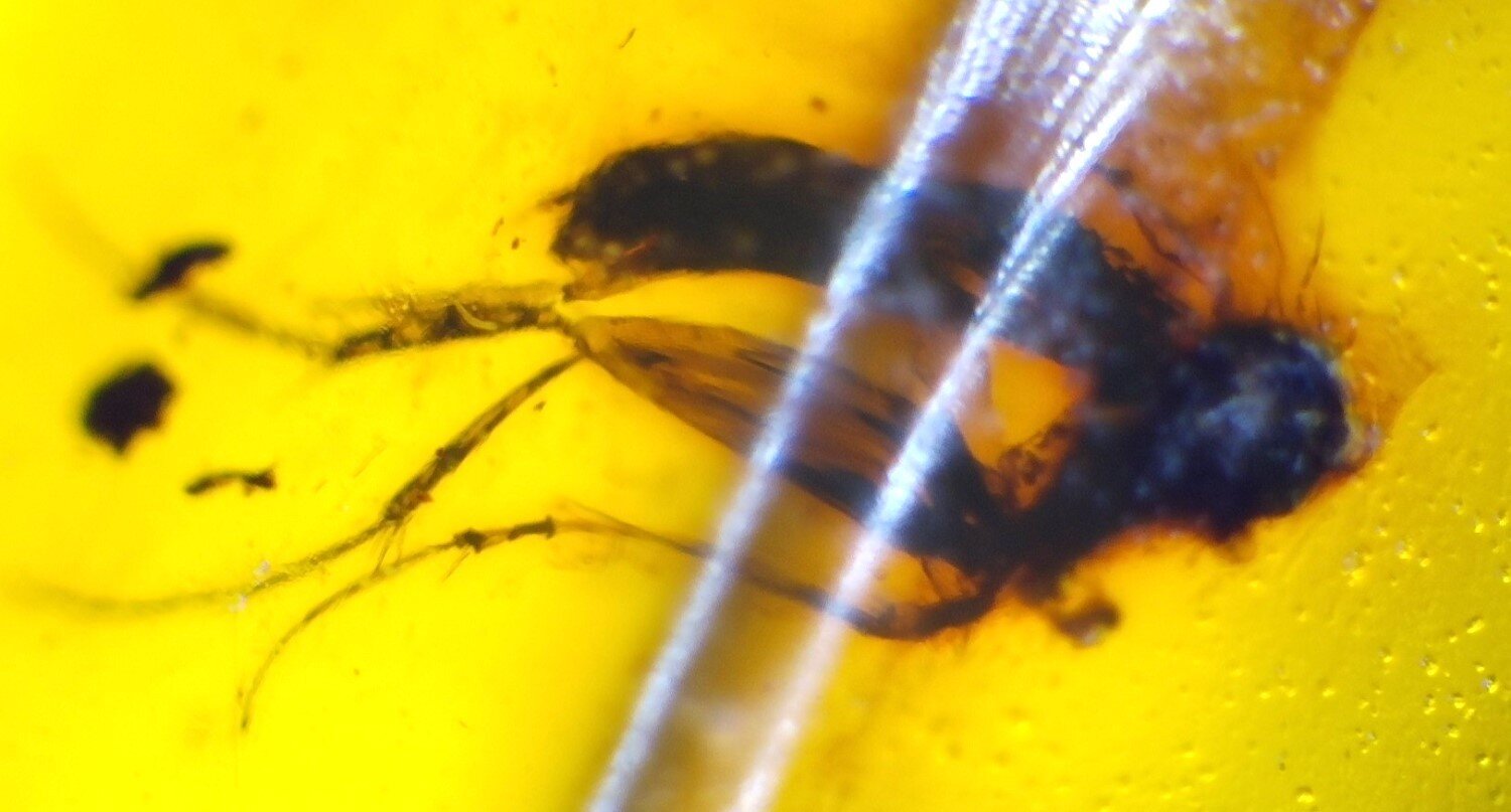 🟡 Natural Dominican Yellow Amber – Fossil Insect Inclusion – photo 4