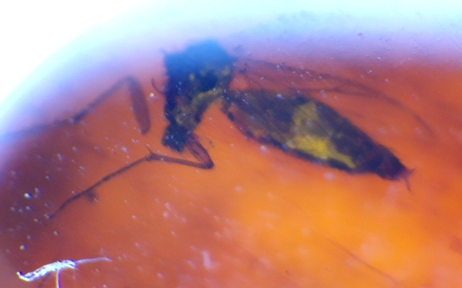 Natural Dominican Clear Amber – Polished Stone with Wasp Inclusion (Hymenoptera) – photo 4