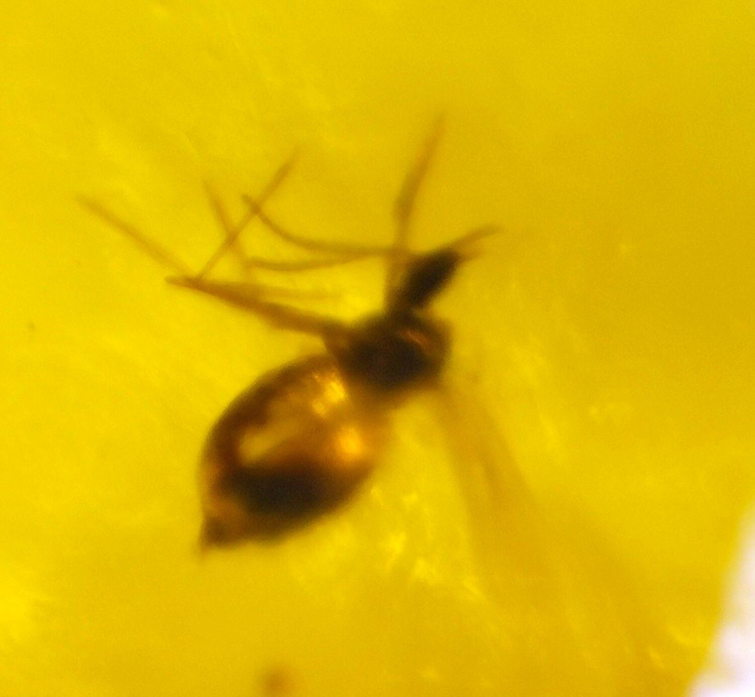 Natural Dominican Clear Amber – with Fly/Midge Inclusion (Diptera) | 15mm – photo 5