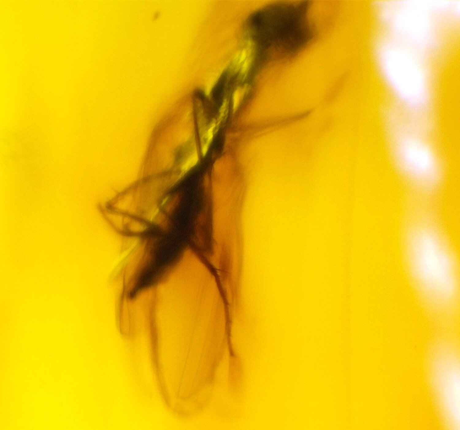 Natural Dominican Amber Polished Stone (24mm) — Fossil Insect Inclusion – photo 5