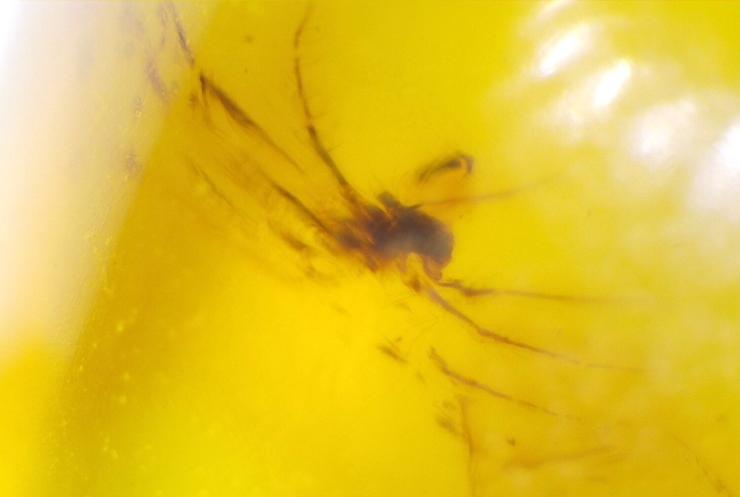 Natural Dominican Yellow Amber – Spider Inclusion – photo 3