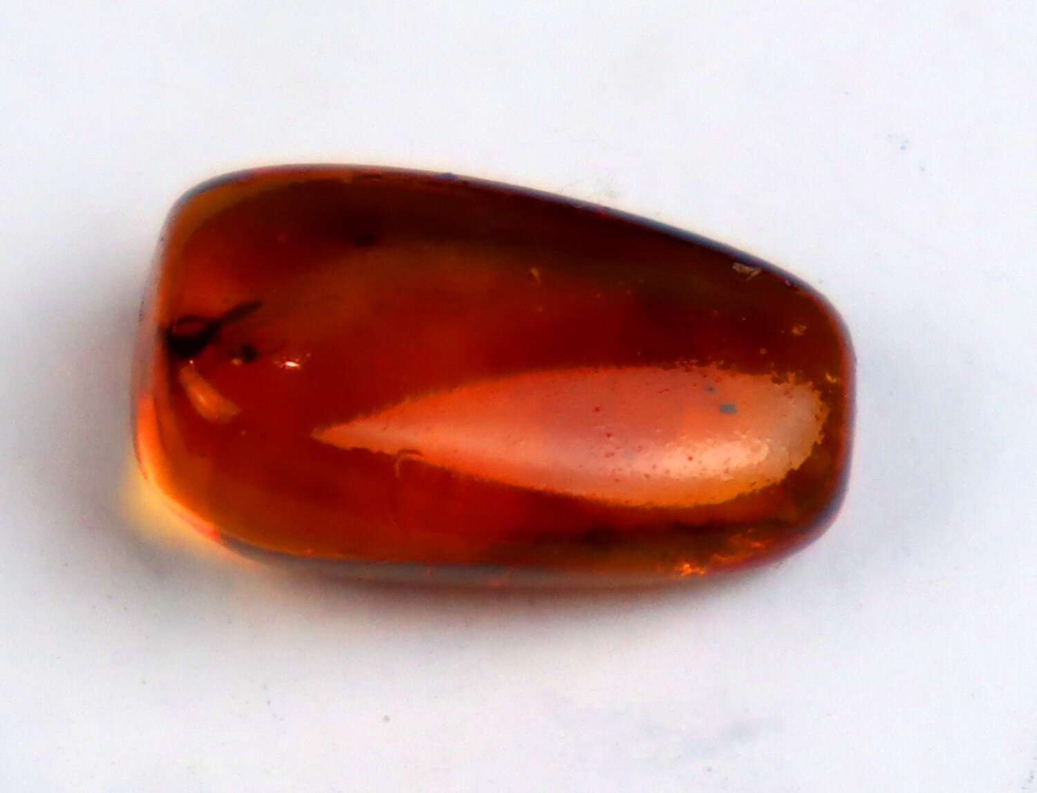 Amber Inclusion: Small Fly (Order Diptera) from the Caribbean Miocene – photo 5