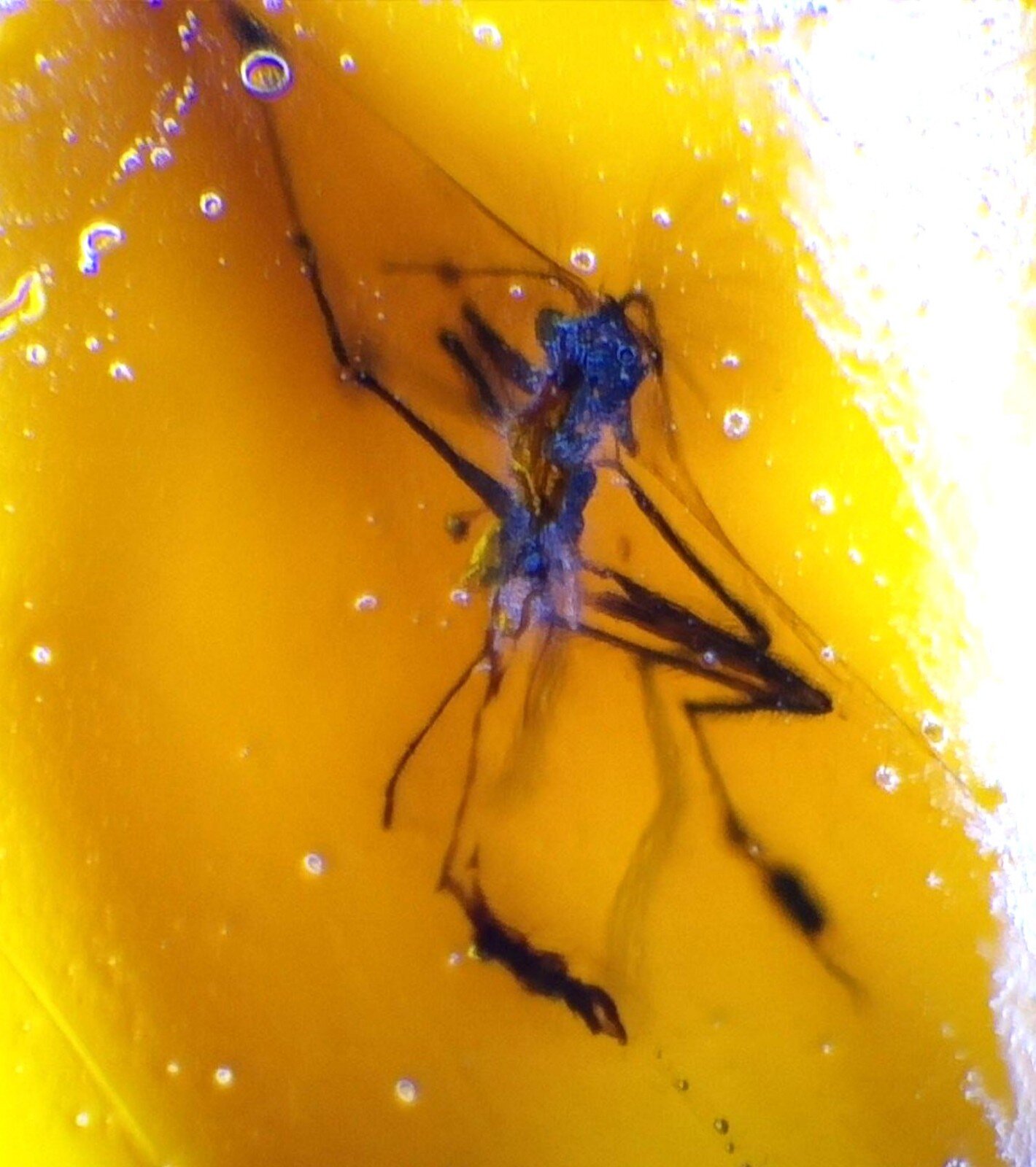 Natural Dominican Amber Insect Fossil – Polished Stone 18mm
