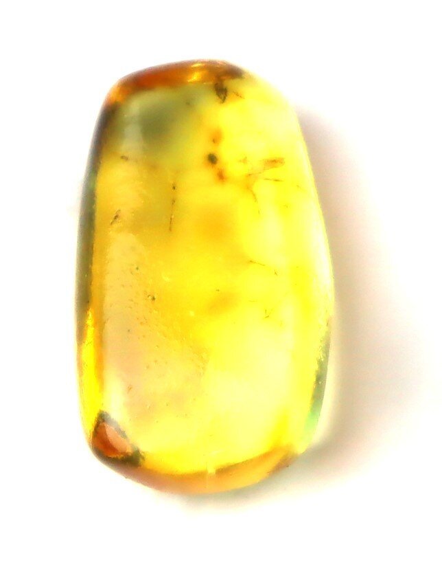 Rare Dominican Amber Fossil with Long-Legged Insect – photo 4