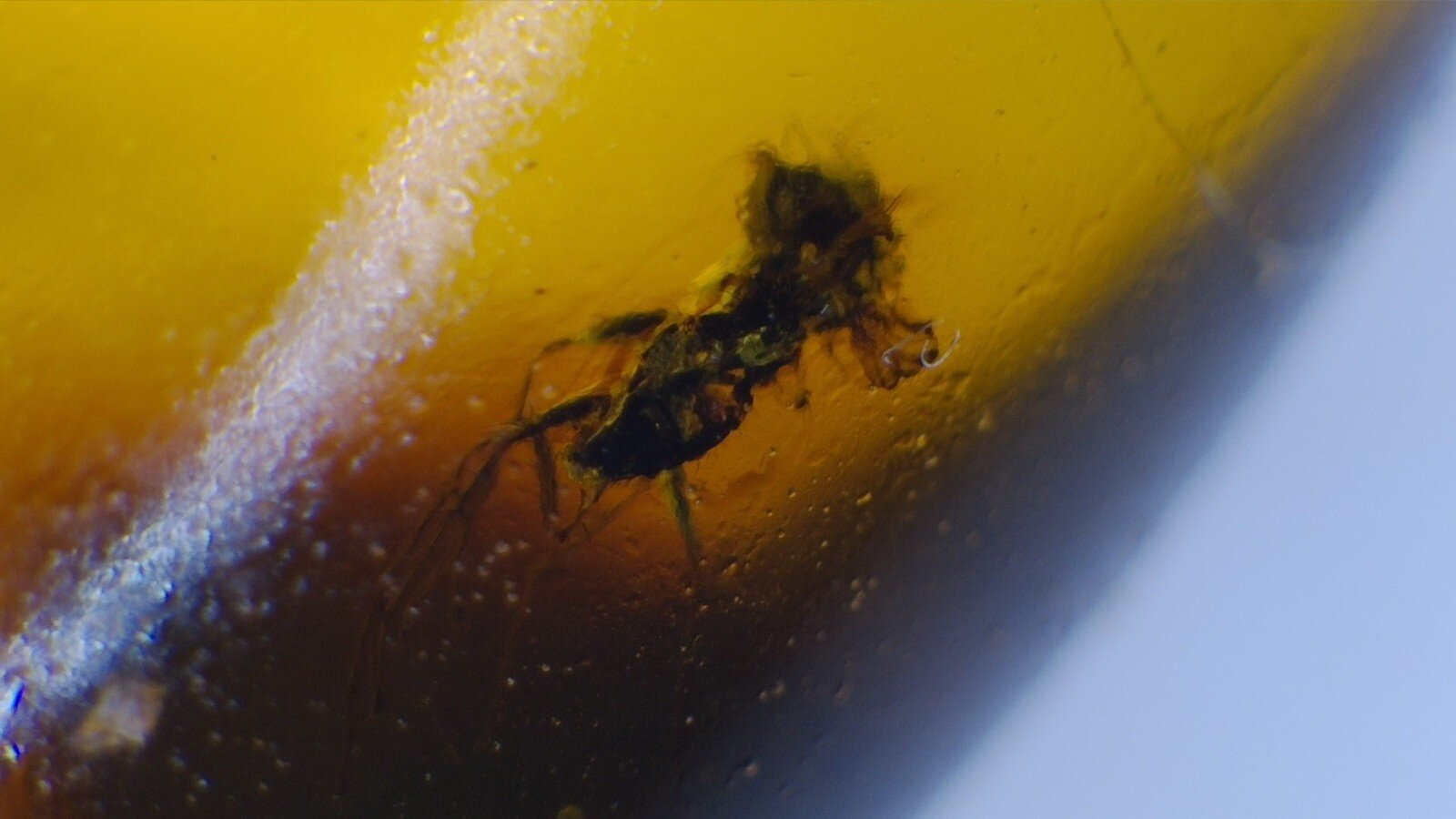 Dominican Amber Fossil with Long-Legged Insect – photo 5